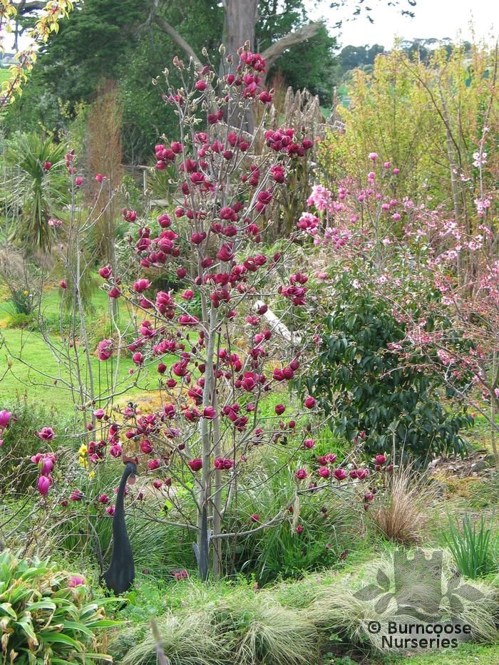 Magnolia 'Genie' from Burncoose Nurseries