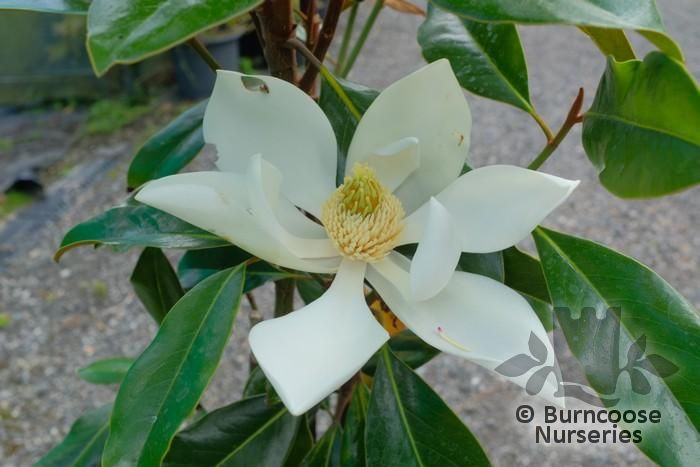 Magnolia Grandiflora from Burncoose Nurseries