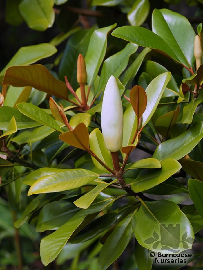 MAGNOLIA grandiflora 'Mainstreet' 