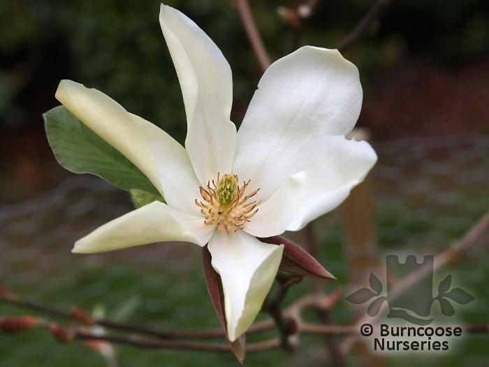 MAGNOLIA 'Honey Belle'  