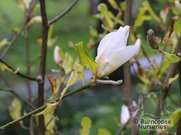 MAGNOLIA kobus 'Pink Kobus' 