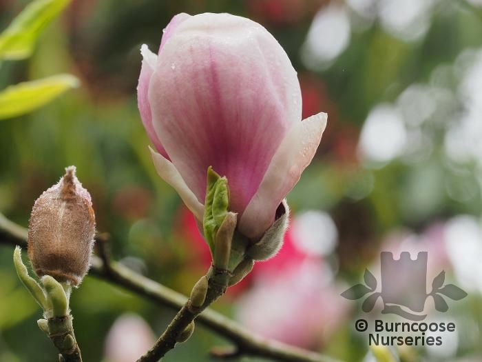 MAGNOLIA x soulangeana 'Lombardy Rose' 