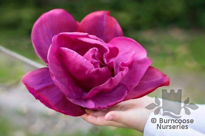 MAGNOLIA 'Meganolia'  