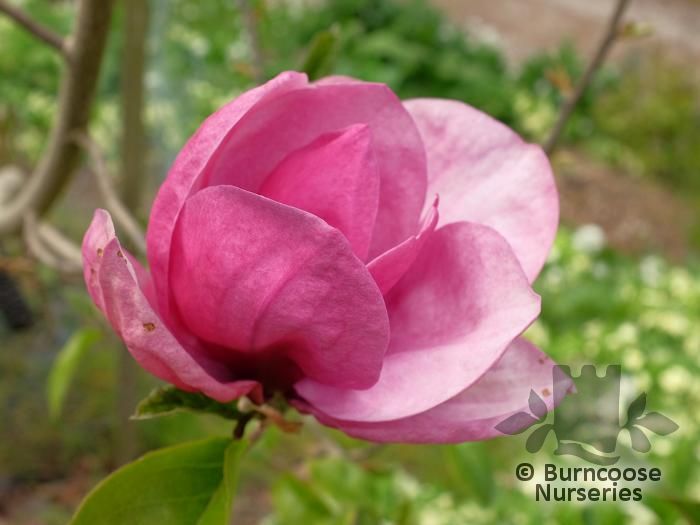 Magnolia 'Rose Marie' from Burncoose Nurseries