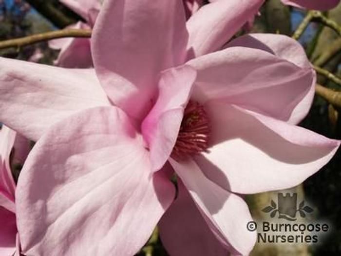 Magnolia Sargentiana Var Robusta from Burncoose Nurseries