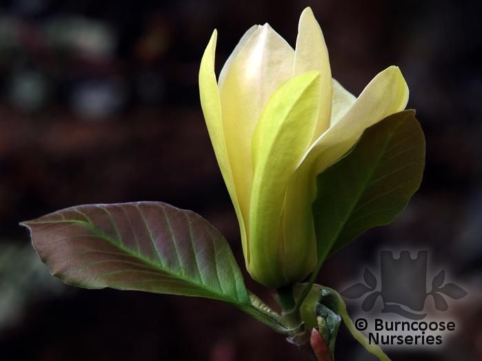 MAGNOLIA 'Solar Flair'  