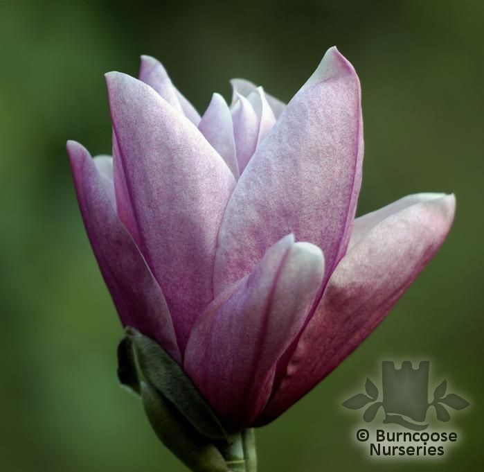 MAGNOLIA 'Star Wars'  