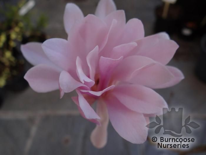 MAGNOLIA stellata 'Jane Platt' 