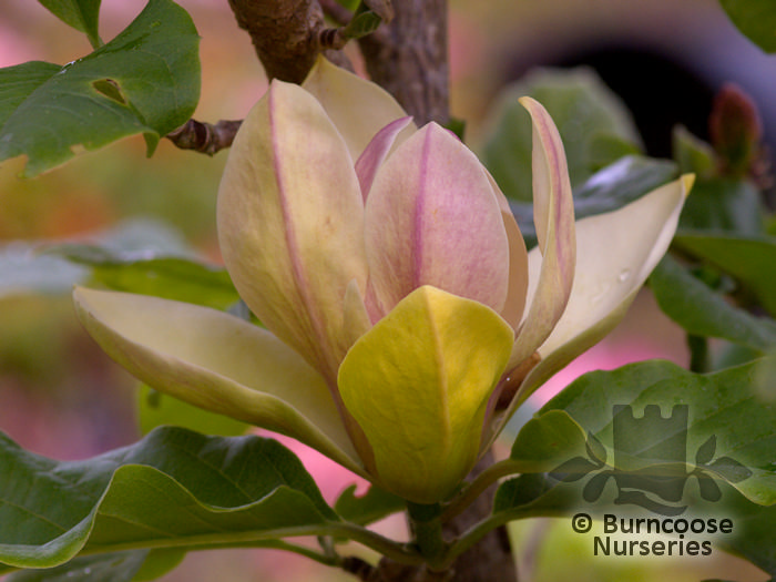 Magnolia sunsation photo