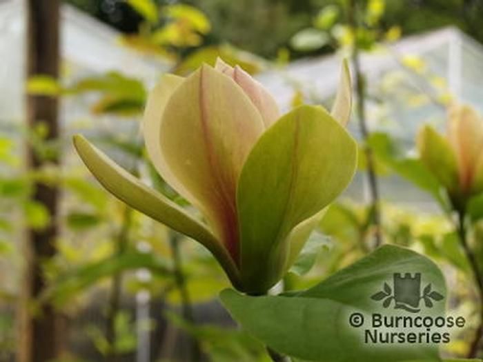 MAGNOLIA 'Sun Spire'  