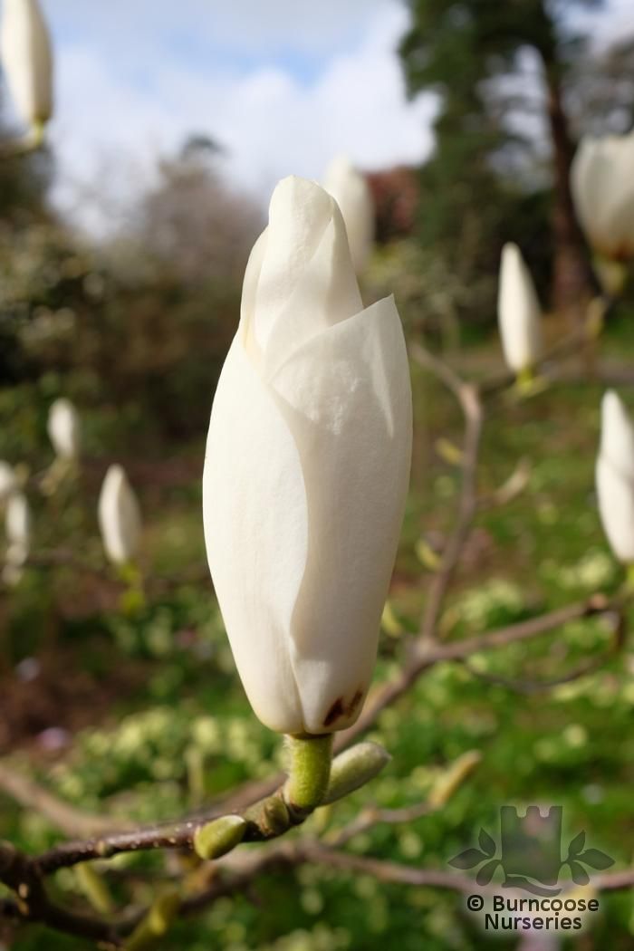 MAGNOLIA 'Sweet Sixteen'  