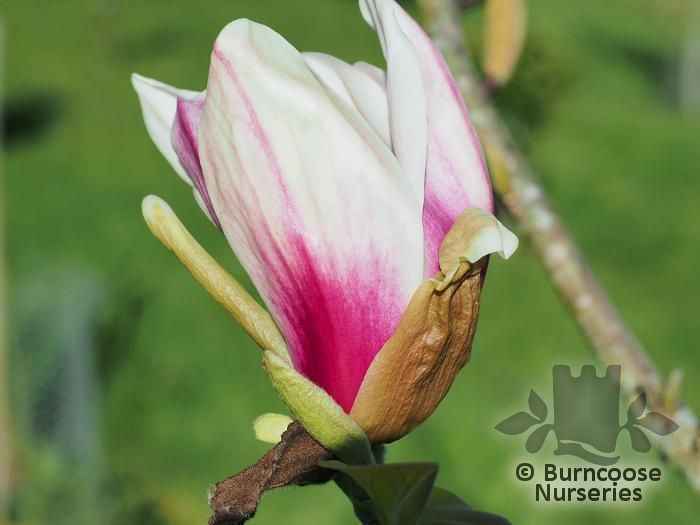 Magnolia X Brooklynensis 'Titan' from Burncoose Nurseries