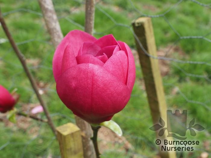 MAGNOLIA 'Watermelon'  