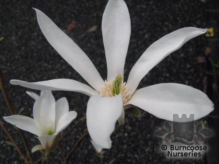 MAGNOLIA x proctoriana  