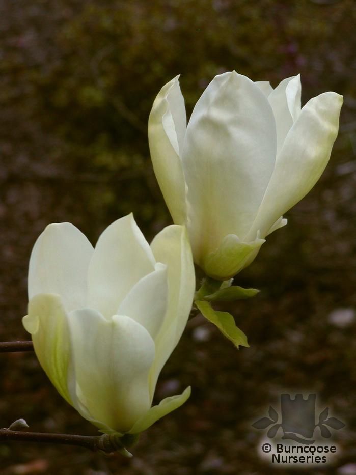 Magnolia 'Yellow Fever' from Burncoose Nurseries