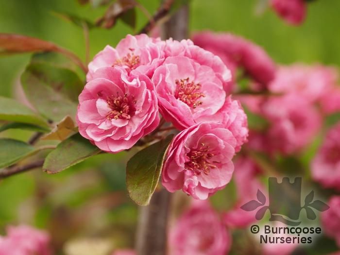 MALUS 'Scarlet Brandywine'  