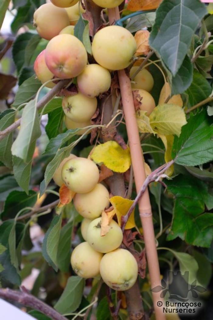 MALUS 'Jelly King'  