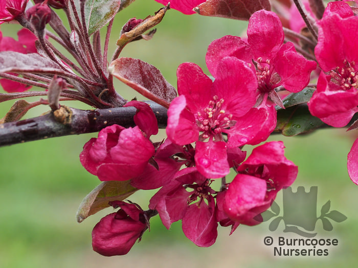 MALUS 'Profusion'  