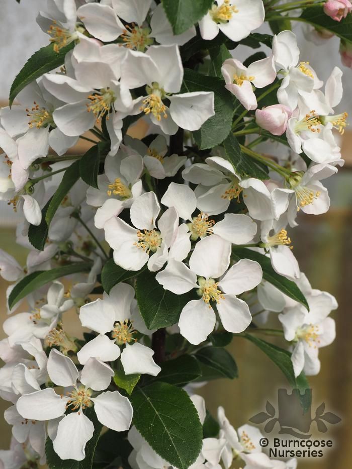 MALUS 'Red Sentinel'  