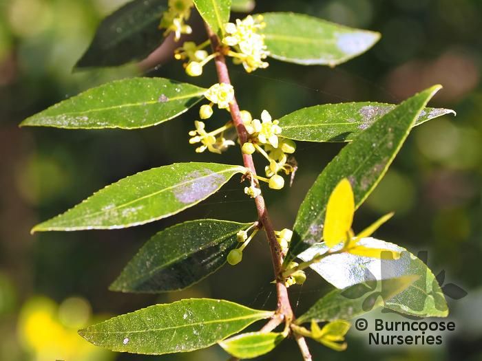 MAYTENUS magellanica  