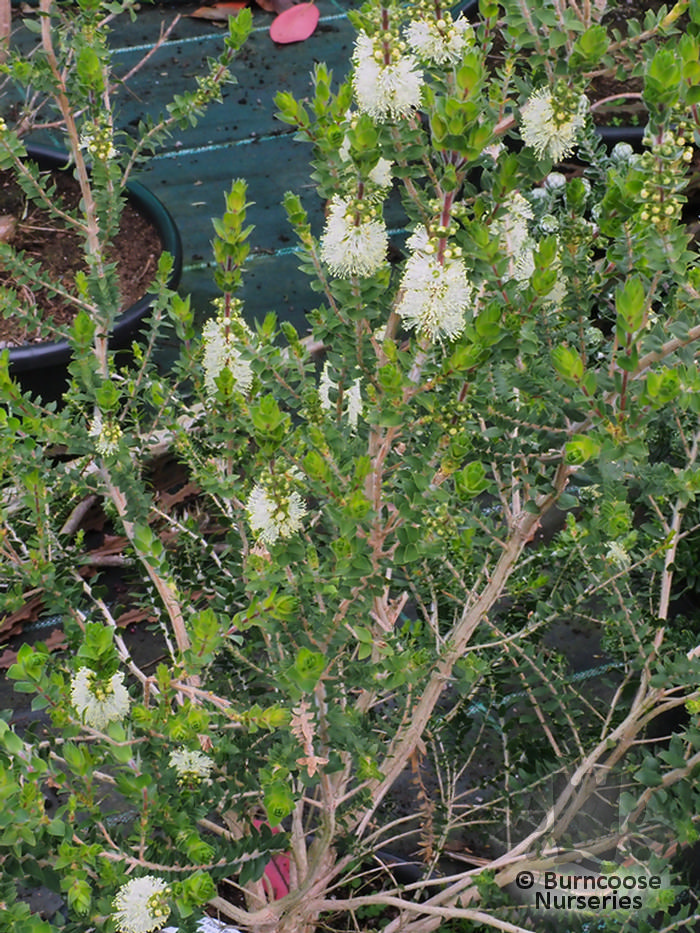 MELALEUCA squarrosa  