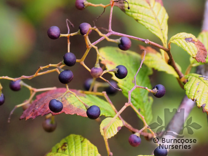 MELIOSMA dilleniifolia subsp. cuneifolia 