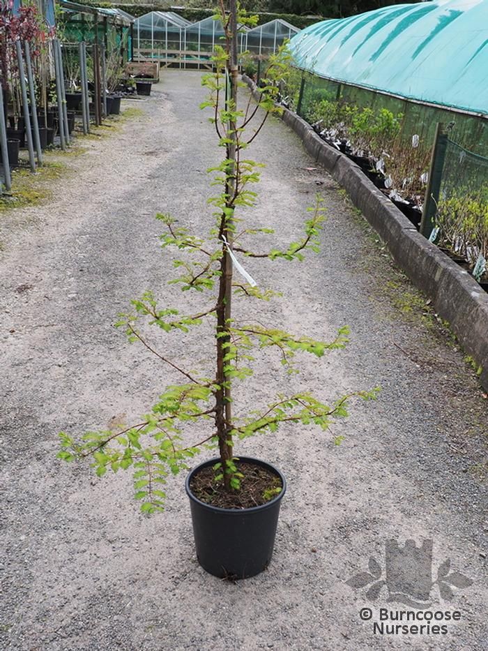 Amber Glow™ Dawn Redwood For Sale Online