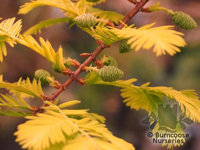 METASEQUOIA glyptostroboides 'Gold Rush' 
