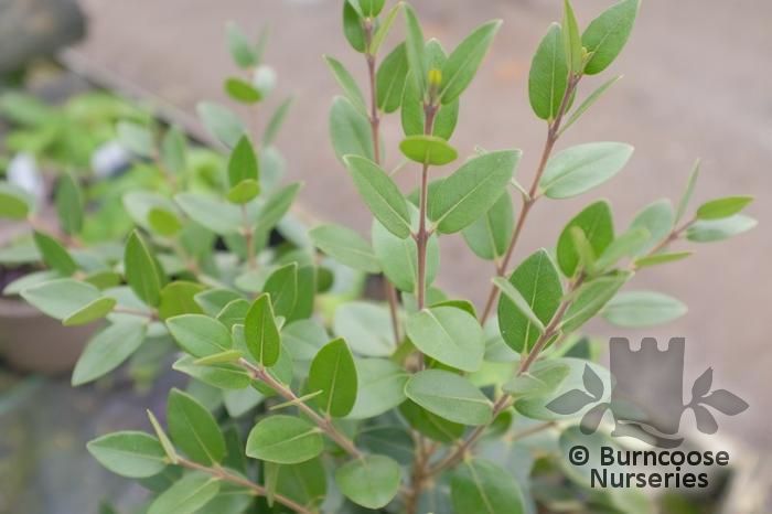 METROSIDEROS x subtomentosa 'Mistral' 