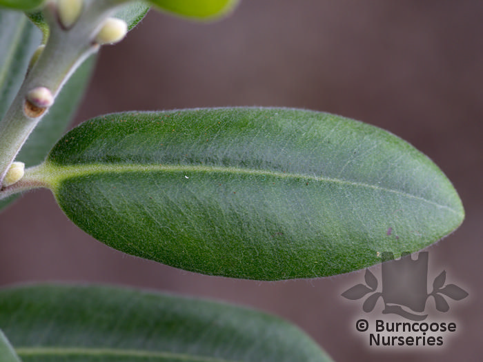 METROSIDEROS excelsa 'Maori Princess' 