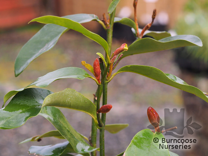MICHELIA 'White Caviar'  