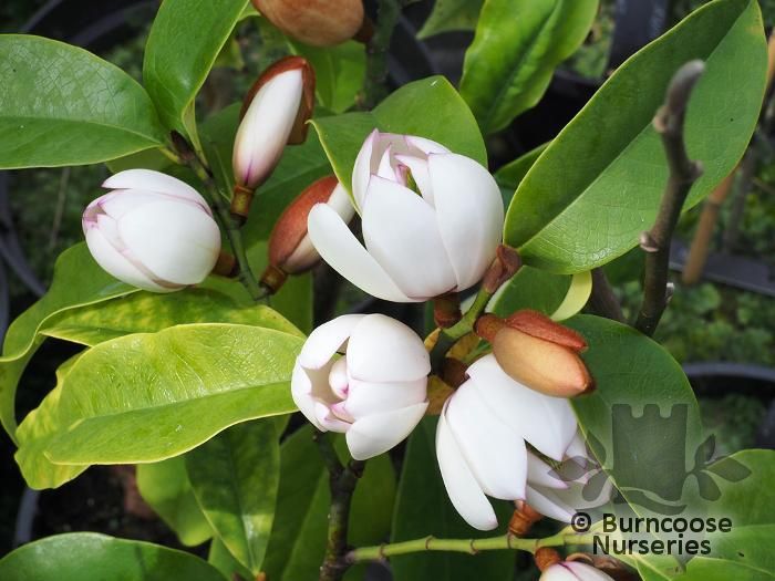 MICHELIA 'Mixed Up Miss'  