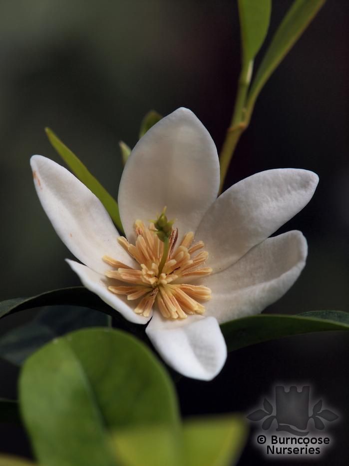 MICHELIA laevifolia  