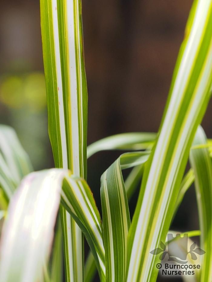 MISCANTHUS sinensis 'Cabaret' 