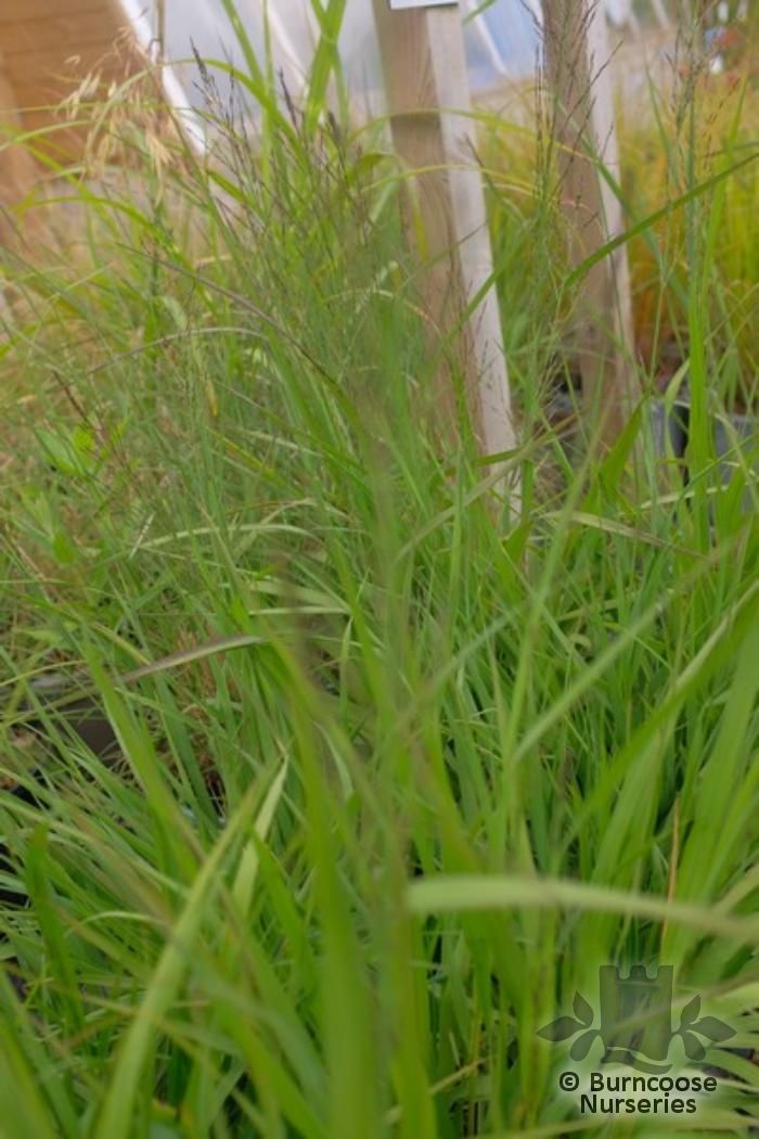 MOLINIA caerulea 'Transparent' 