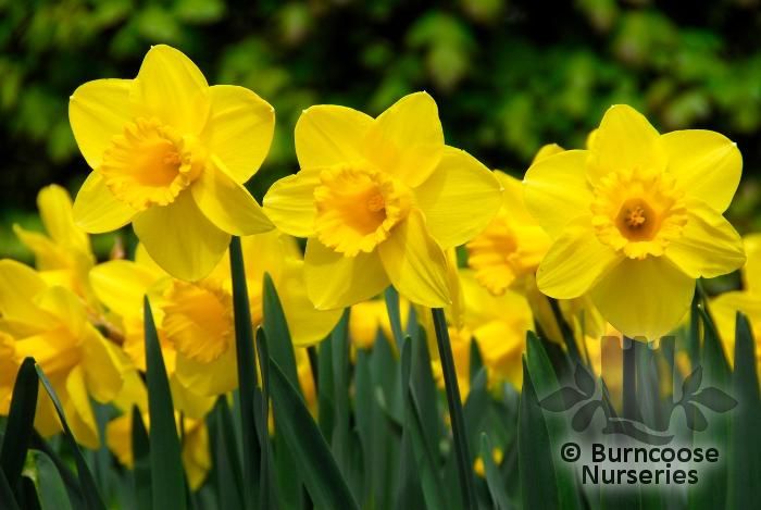 DAFFODILS 'Carlton  