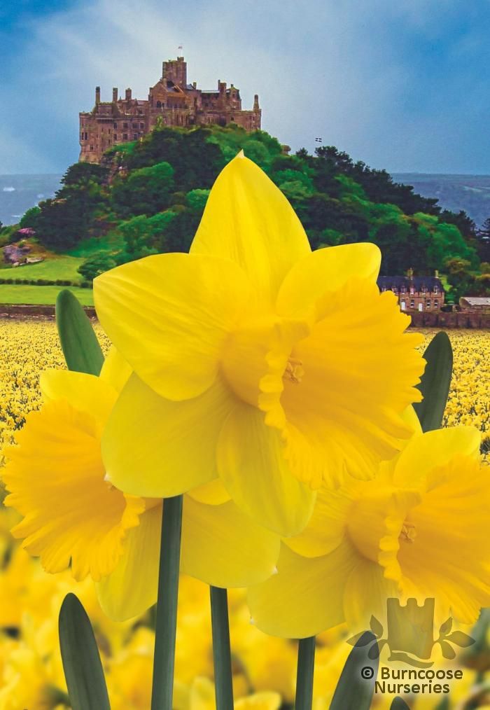 DAFFODILS 'Cornish Gold'  