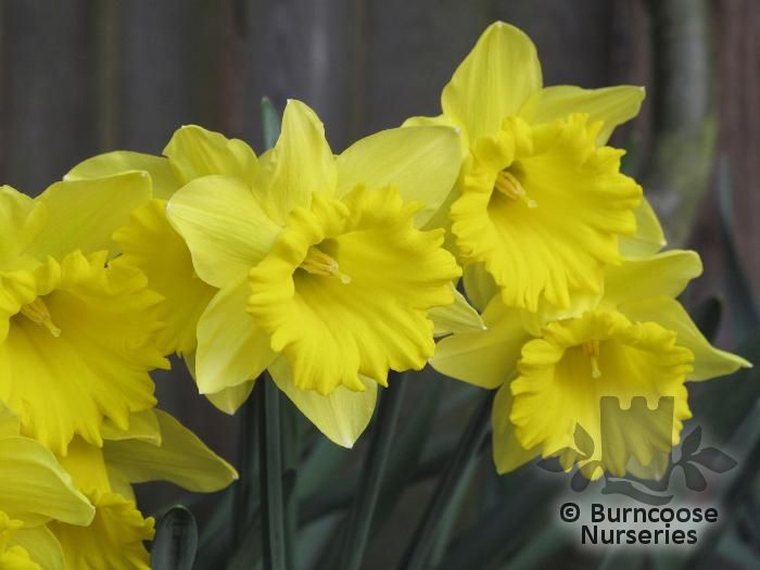 DAFFODILS 'Tamara'  
