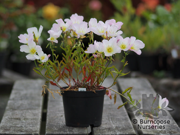 Oenothera Speciosa 'Siskiyou' from Burncoose Nurseries