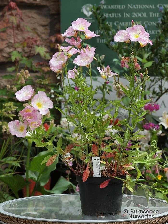 Oenothera Speciosa Siskiyou from Burncoose Nurseries