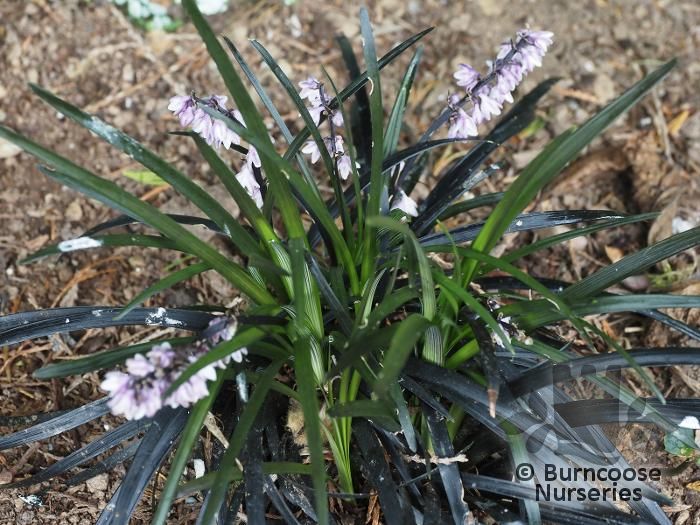 OPHIOPOGON planiscapus 'Nigrescens'  