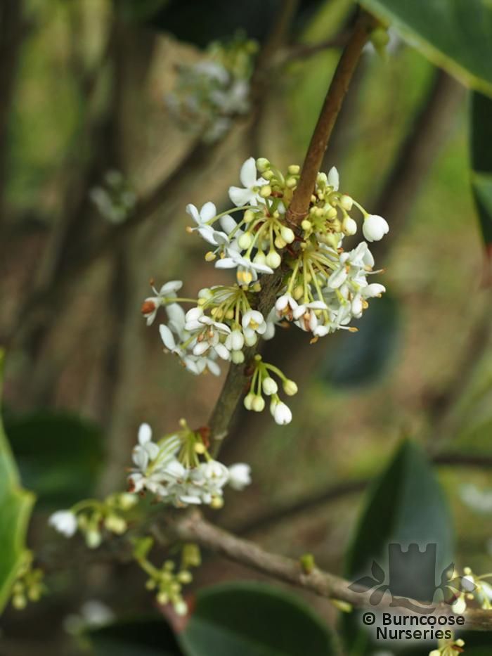 OSMANTHUS x fortunei  