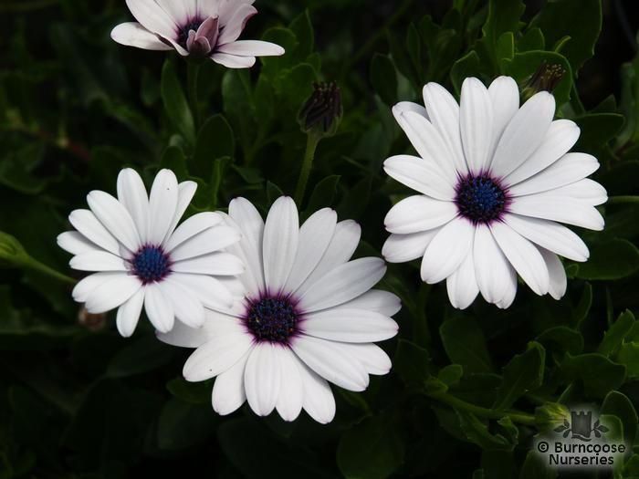 WHIRLIGIG bleu Daisy Osteospermum Rare 10 graines fraîches viable-uk vendeur 