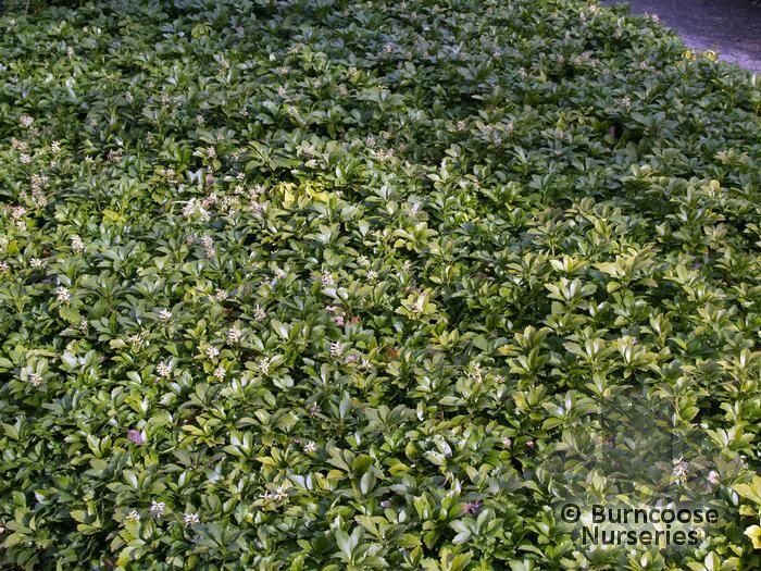 Pachysandra Terminalis From Burncoose Nurseries Pachysandra Terminalis From Burncoose Nurseries