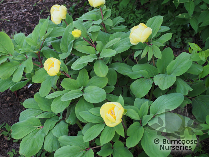 Paeonia Mlokosewitschii from Burncoose Nurseries Herbaceous Paeonies