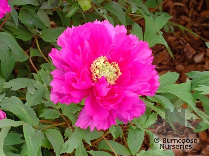 Paeonia Suffruticosa Purple from Burncoose Nurseries