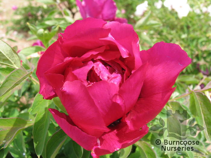 Paeonia Suffruticosa Purple from Burncoose Nurseries