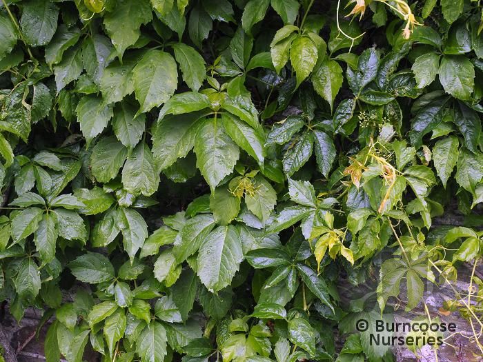 PARTHENOCISSUS quinquefolia  