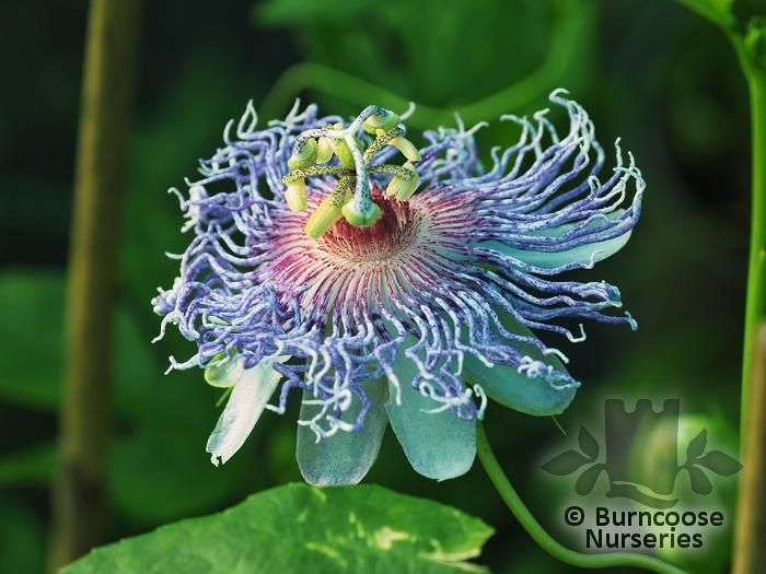 PASSIFLORA 'Cooltropics Eia Popeia'  
