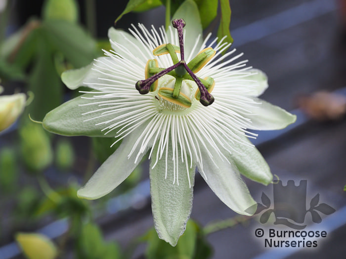 Passiflora 'Snow Queen' from Burncoose Nurseries
